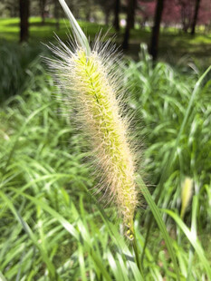 狗尾草特写绿意盎然