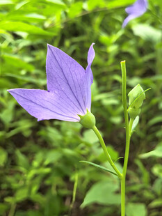 紫色风铃草绽放于绿野