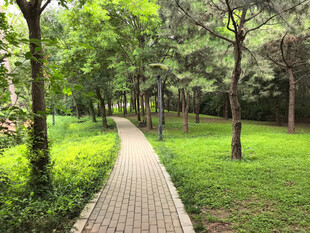 林间小径绿意盎然的漫步道