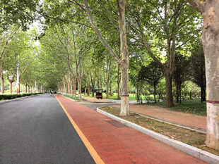 林荫下的静谧彩色步道