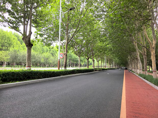 林荫下的城市休闲道路
