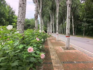 林荫花径静谧自然之景