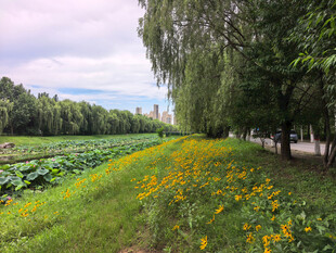 田园花径绿意盎然的美景