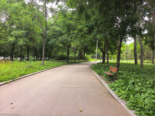 林间静谧小路绿意盎然