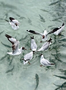 海鸥