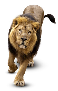 行走的雄狮