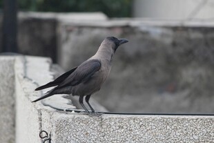 石栏上的乌鸦