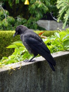 墙头黑鸟