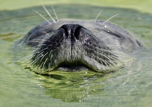 水中海豹特写