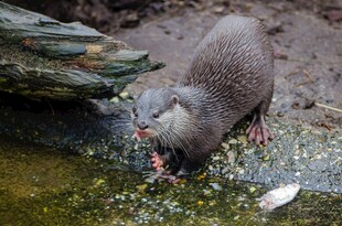 水獭进食瞬间
