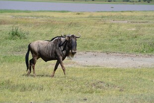 草原独行角马
