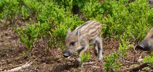 野外觅食的小野猪