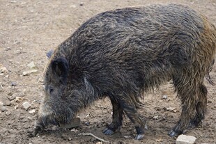 野外觅食的野猪
