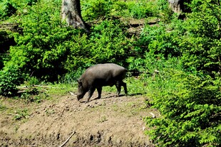 野外觅食的野猪