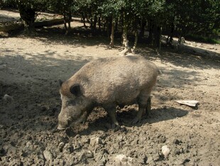 野外觅食的野猪
