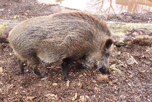 野外觅食的野猪