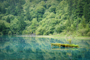 静谧湖景中的漂浮绿植