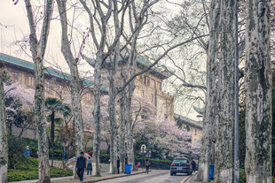 武汉大学樱花