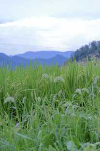 田野间的绿色植物与远山