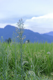 田野中的植物与远山景色