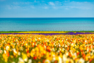 海边绚烂花海
