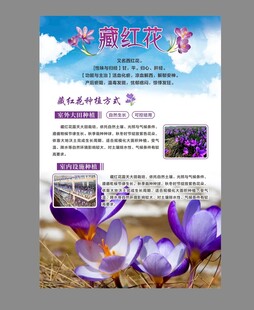 藏红花