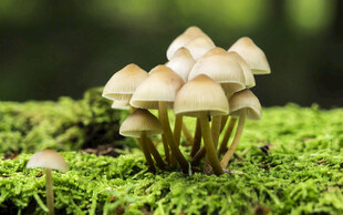 青苔上的簇生小蘑菇