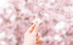 手拈樱花