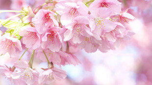 烂漫粉色樱花绽放