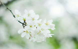 洁白樱花