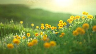 灿烂菊花花海