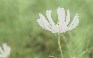 白色格桑花