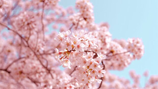 樱花