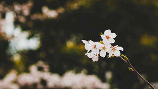 枝头樱花