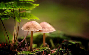 林间双蘑菇