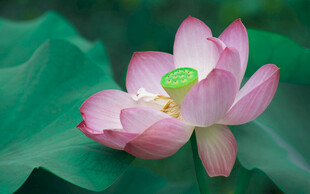 荷花