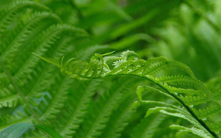 翠绿蕨类植物特写