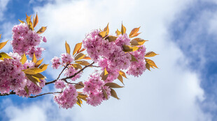 粉嫩樱花