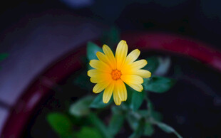 黄色小菊花