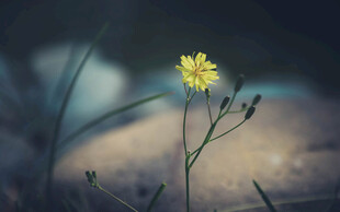 中华苦荬菜