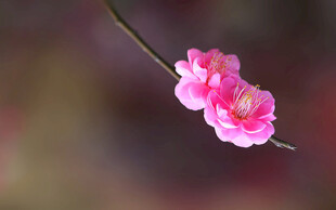 一枝梅花