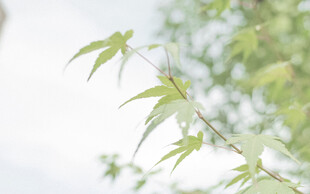 嫩绿枫叶