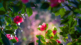 蔷薇花