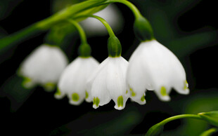 铃兰花