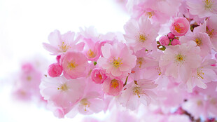 樱花