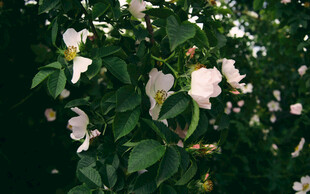 蔷薇花