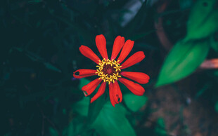百日菊