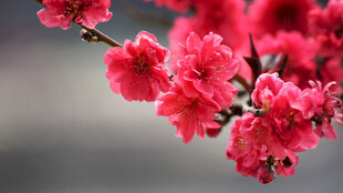 桃花枝