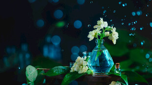 茉莉花