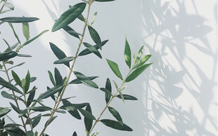 绿植枝叶